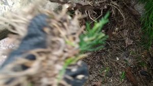 Обрезка можжевельника Олд Голд.