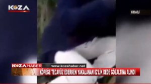 KÖPEĞE TECAVÜZ EDERKEN YAKALANAN 82'LİK DEDE GÖZALTINA ALINDI