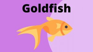 PET Quiz | For Teachers and Kids | Kindergarten Teaching Resource | Timed Guessing Game