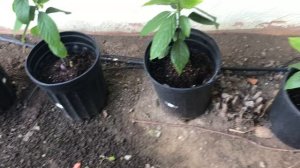 Avocado plant 8 month update