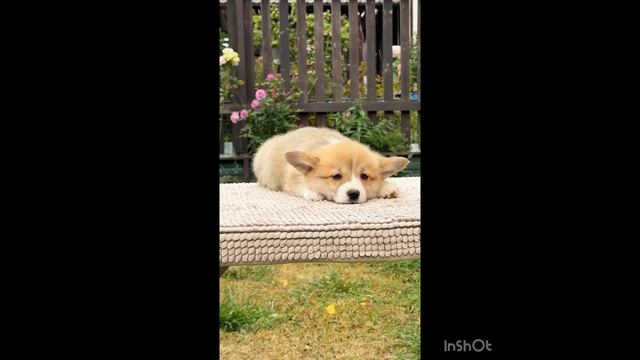 Щенки Вельш Корги Пемброк смотреть онлайн