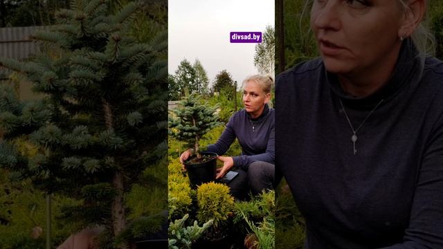 Ель Глаука Глобоза - из нашего питомника Дивный сад.