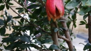 В горном районе растет гранат, гранат поспел