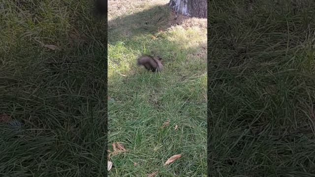 Белка 🐿️🐿️🐿️