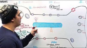 Неврология | Строение и функции нейронов
