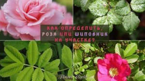 Как определить, роза или шиповник на участке?