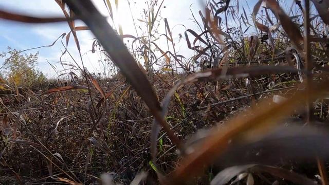 Собака в травке смотреть онлайн