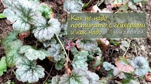 Омолаживаю и рассаживаю гейхеры. Как не надо делать | vlog  дача как есть  28.09.2024