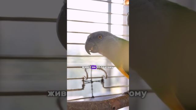 Когда родители так и не купили собаку А у вас дома живет кто-нибудь?) 