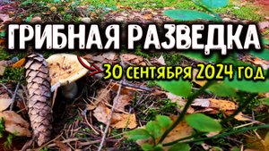 ЕСТЬ ЛИ СЕЙЧАС ГРИБЫ В ПОДМОСКОВЬЕ? АКТУАЛЬНАЯ ИНФОРМАЦИЯ ПО ШАТУРСКОМУ РАЙОНУ НА КОНЕЦ СЕНТЯБРЯ