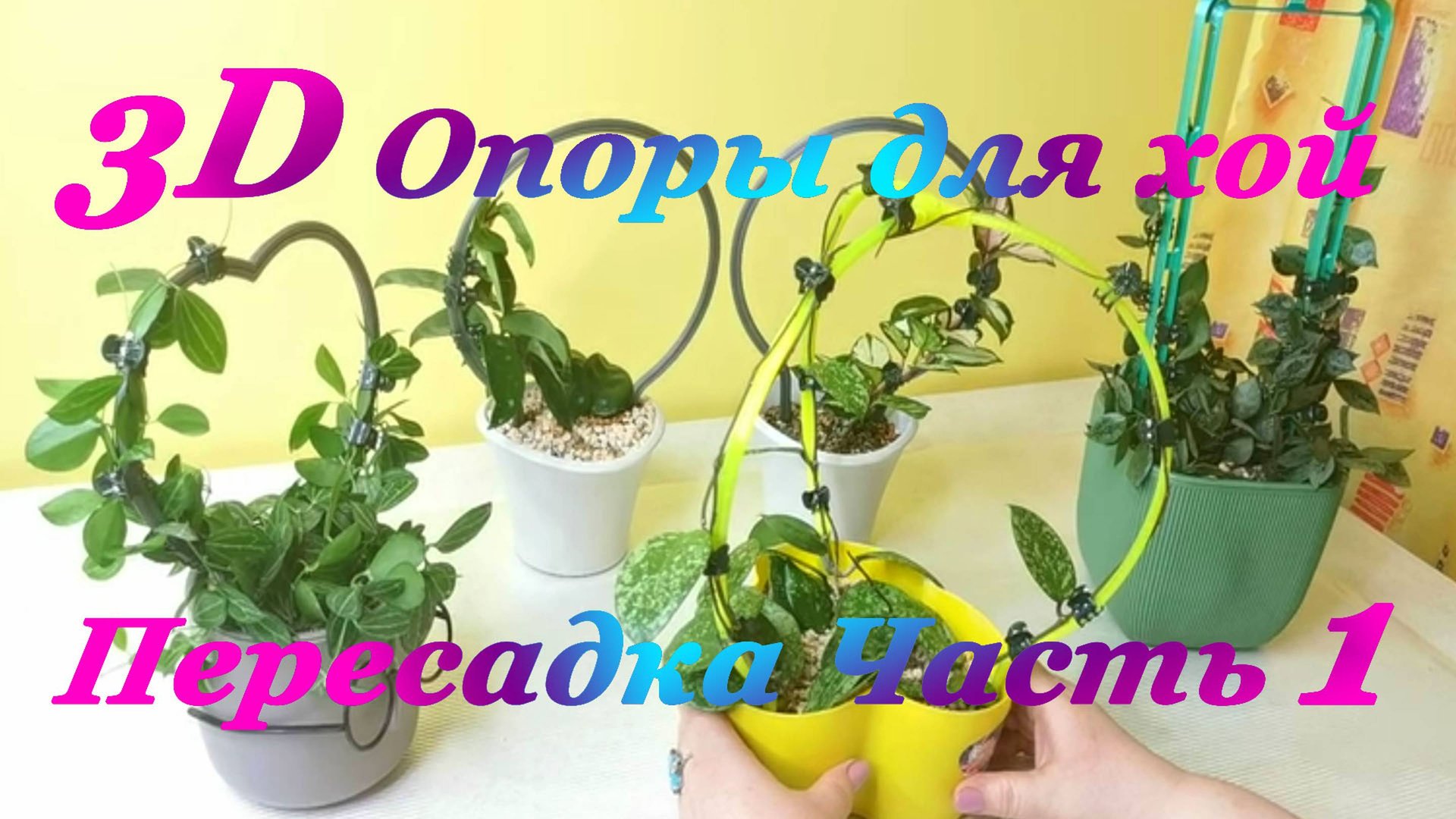 Опоры для Хой. Пересадка Часть 1. смотреть онлайн