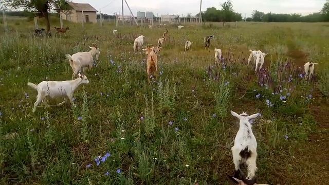 Сколько надо иметь коз для минимального зароботка