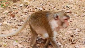 BREAK HEART MOM JANE BITE & DENY MILK TO HER DAUGHTER JANNA TILL SUPER CRY |