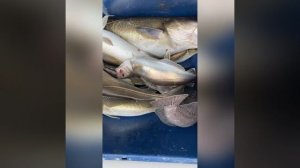 Страшная рыба зубатка из Баренцева моря