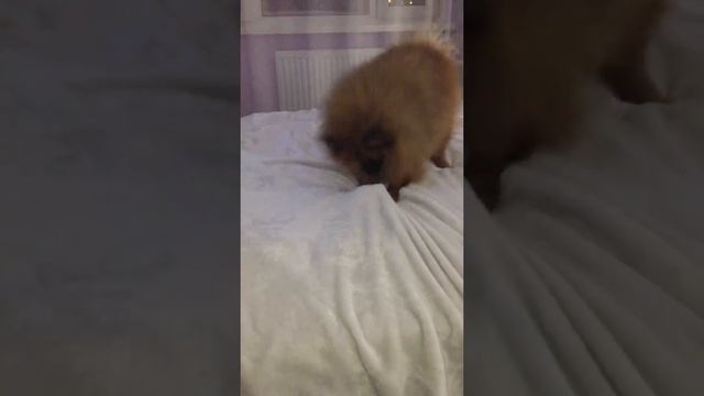 Шпиц играет. Милый шпиц. Тимошка боксёр. Шпиц боксёр.