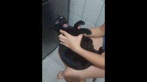 приколы с котами 15