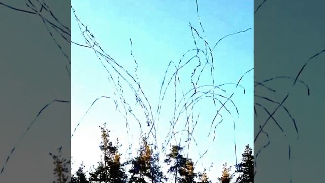 Эффекты и шоу на свадьбу в Воронеже - Na-svadbu.ru