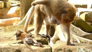 Last Second Sweet Pea Monkey Meet Daniela | Sadness Sweet Pea | Monkey Crying