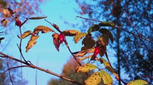 Разговор с дождиком. Премьера клипа, 2021. Музыка Александр Шантин, Стихи Яна Велк. Читает автор.