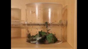 Atta Cephalotes \ Муравей-листорез (Timelapse)