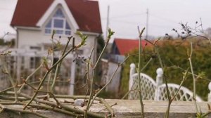 Обрезка розы рамблера на примере розы Утигорд Фоллс