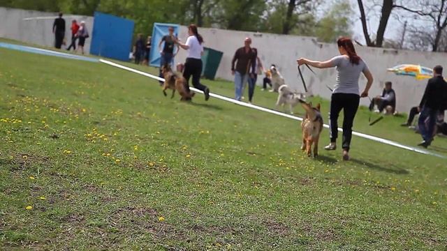 Репортаж Акуламедіа. Виставка собак в Кіровограді