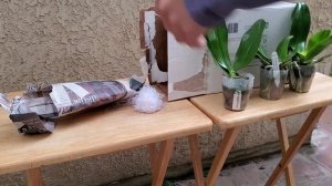 Orchid Unboxing: Hausermann Orchids Christmas Phal Haul