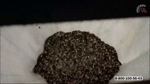 Технологический процесс переработки
семян подсолнечника на ядро.