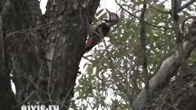 Дятел красивая птица