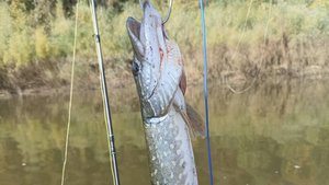 Четыре мужика на триммере, ловят щук на реке