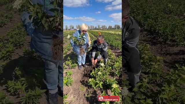 Бабочки в вашем саду