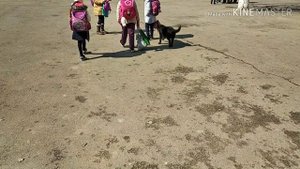 Отпугиватель собак с АлиЭкспресс.