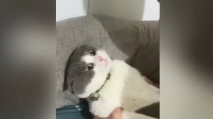 Игры с котами, 2. Котейко в шоке! ;)