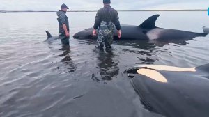 Семейство косаток застряло на мели на Камчатке. Волонтеры пытаются помочь животным