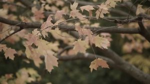 Остеосаркома: 4 рецидива. История Ксении