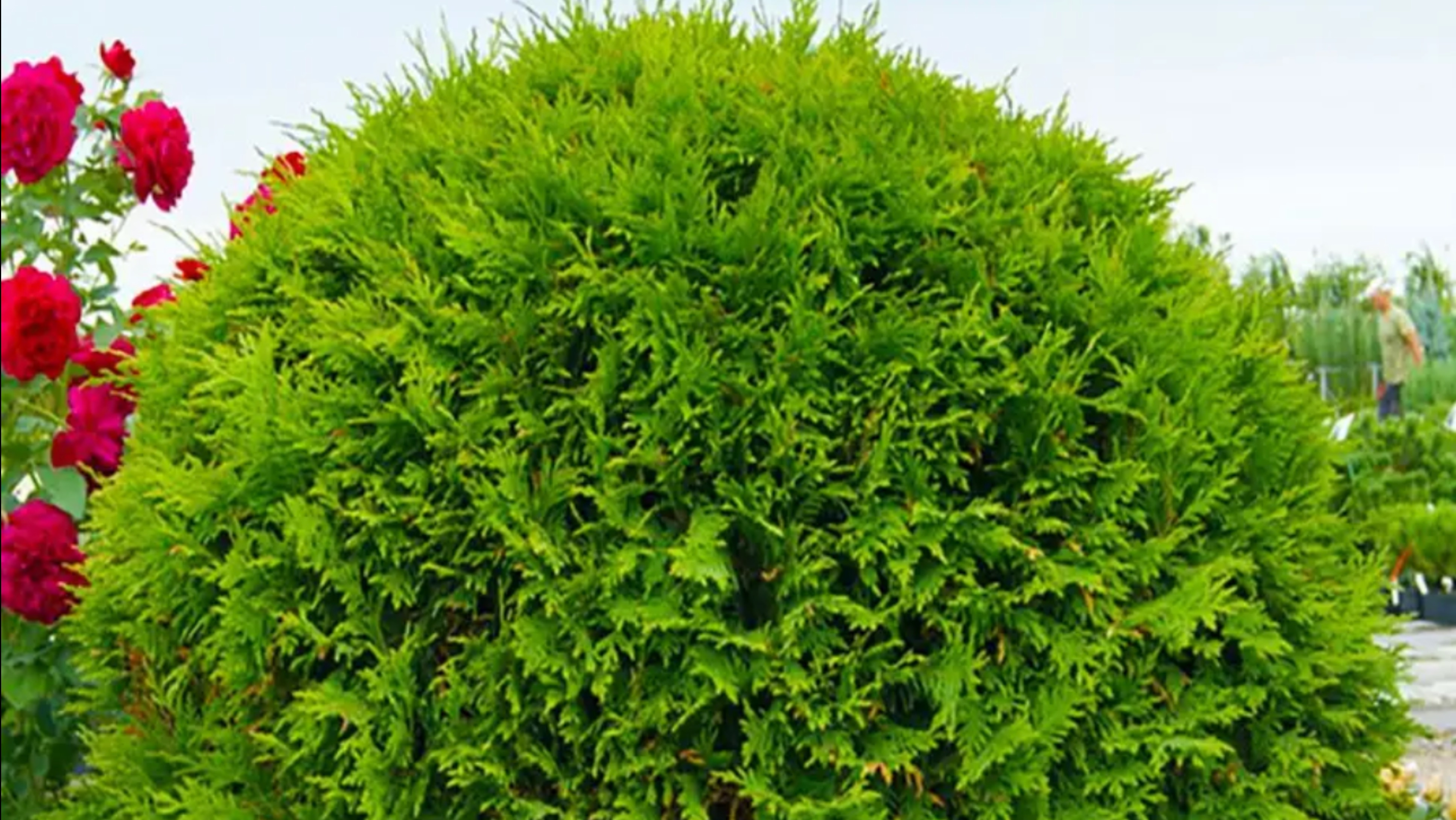 Туя западная Woodwardii Покупка в Wildberries