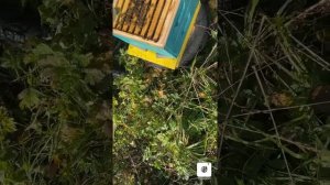 Обработка амитразой альпийских ульев