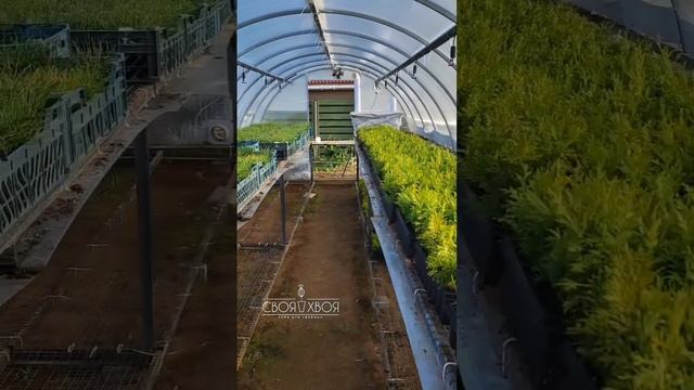 Туи/сосны/черенки на доращивание