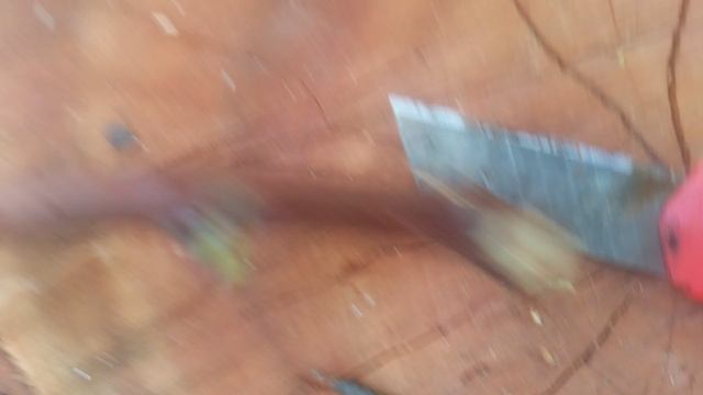 VID_20241002_101436.mp4