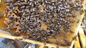 осмотр в октябре малоформатного улья на рамку 285 х 230 мм с ячейкой 4,9 мм