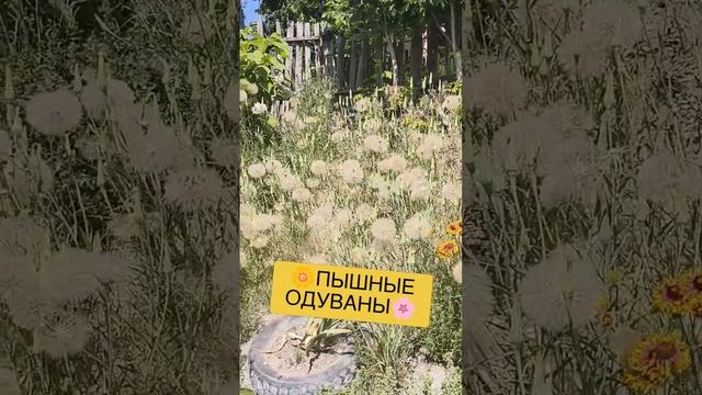 🌼ПЫШНЫЕ ОДУВАНЫ🌸