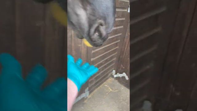 Bauke 26/04/20 смотреть онлайн