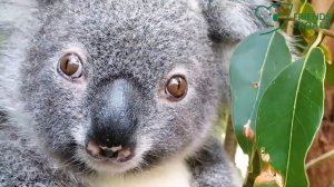 Kindy Kids this week at Friends of the Koala