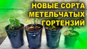 🌟 НОВЫЕ СОРТА МЕТЕЛЬЧАТЫХ ГОРТЕНЗИЙ: КВИК ФАЕР ФАБ, ЛИТЛ ЛАЙМ ПУНШ, ГАРДЕНЛАЙТ БРАЙТЛАЙТ, МЕТАЛЛИКА