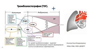 Осипова. травма. кровопотеря