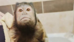 Водные процедуры для Алексы капуцина! Уход и содержание домашних обезьян.