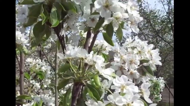 Самая красивая пора -пришла весна все просыпается все цветет
