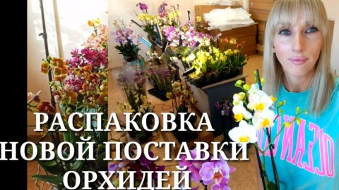 Распаковка новой поставки орхидей