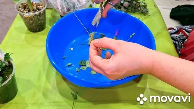 КОМНАТНЫЕ РАСТЕНИЯ(ЦВЕТЫ).КАК ИЗБАВИТЬСЯ ОТ ВРЕДИТЕЛЕЙ,НА СТО ПРОЦЕНТОВ.