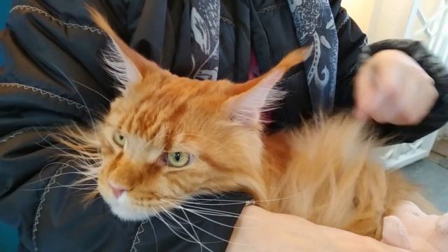 Мейн кун Степа и кот Тихон. Младший ждет старшего домой.